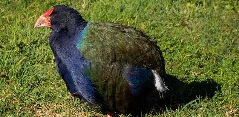 Takahe