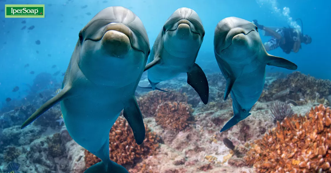 Delfini intelligenti