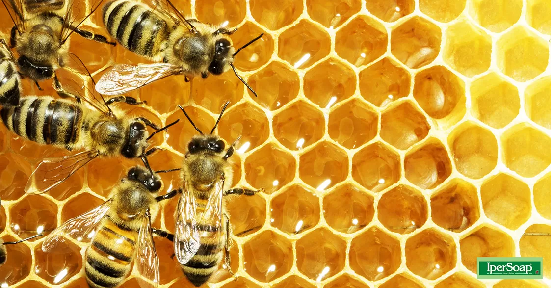 Le api, creature importantissime per l’ambiente