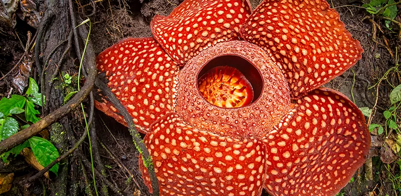 Rafflesia-Arnoldii