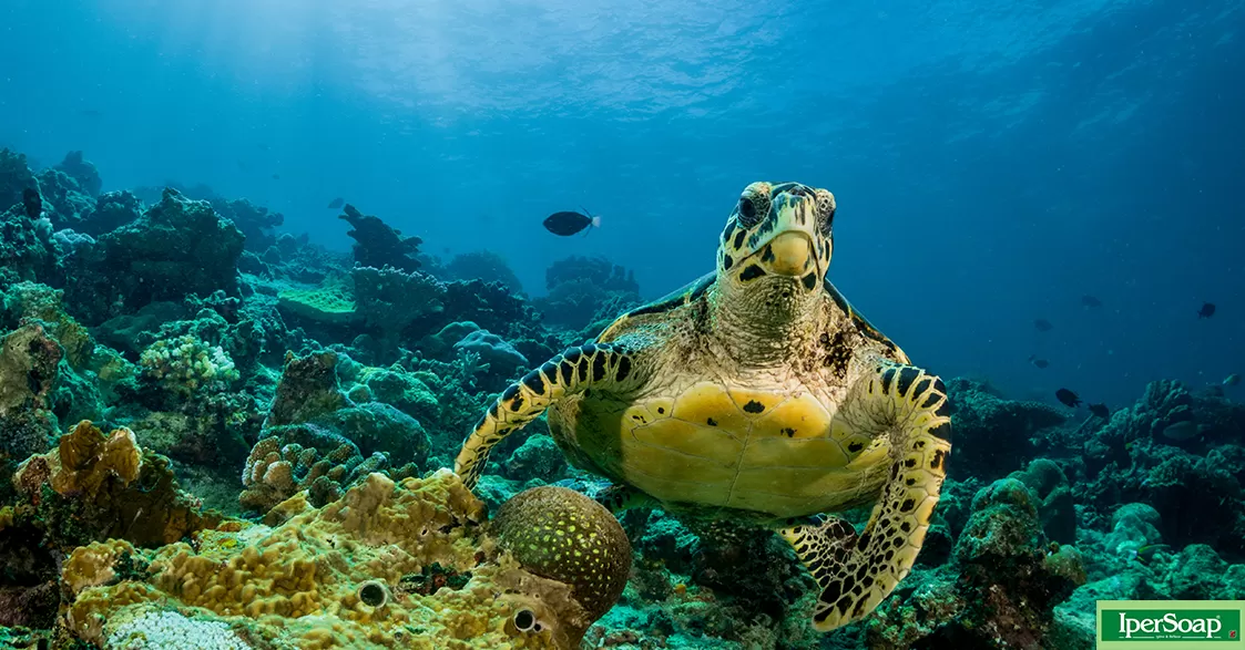 La tartaruga marina Caretta caretta, una grande nuotatrice in pericolo