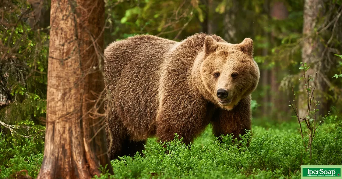 L’orso, il gigante dei boschi