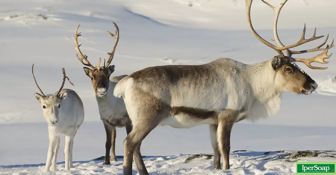 La renna, l’animale più natalizio del Pianeta