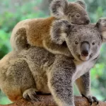 koala_cover