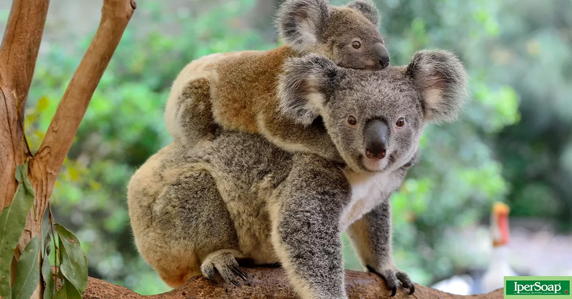 Il Koala, un tenero pigrone in pericolo