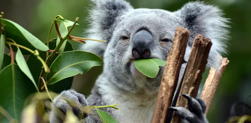 koala_eucalipto