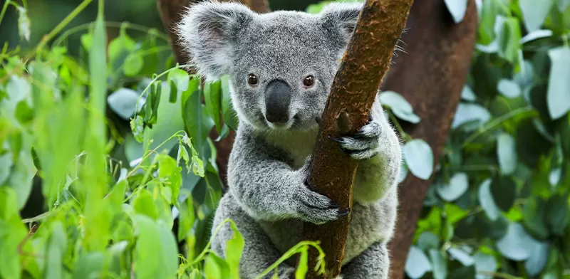 koala_pianta