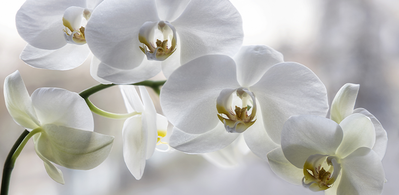 orchidee_