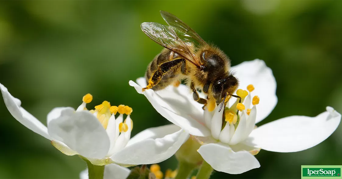 Le api e il miele
