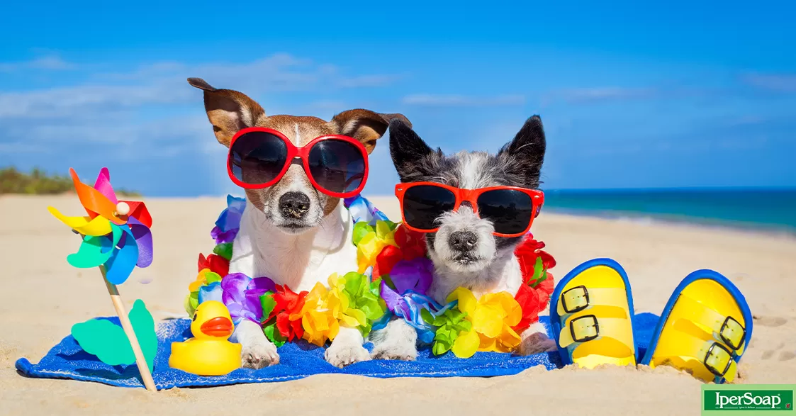 Le spiagge per cani: sole, mare e comfort per Fido