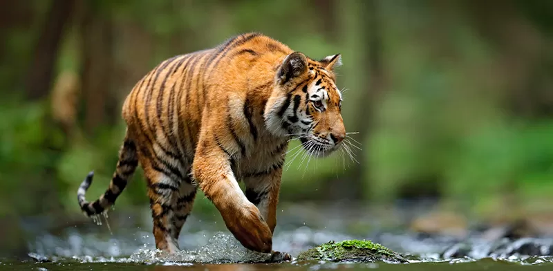 tigre_