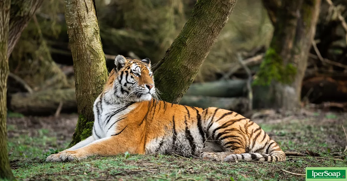 29 luglio, Giornata mondiale della tigre
