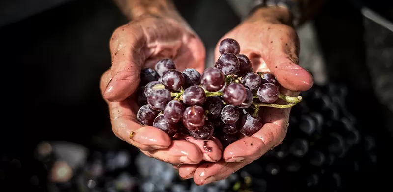 vendemmia_