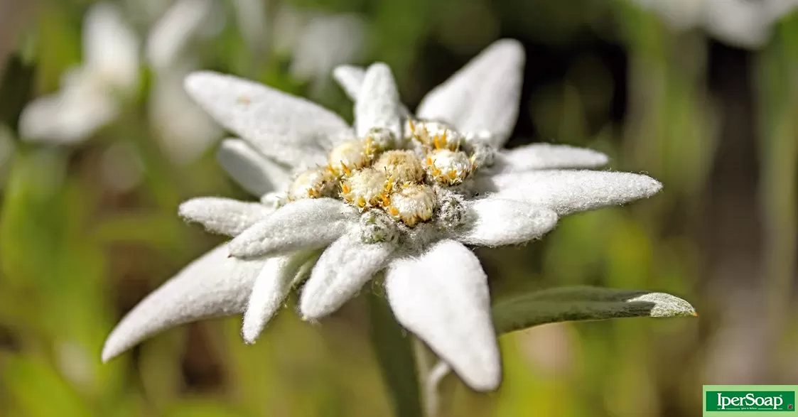 La stella alpina, una piccola pianta dalla sorprendente resistenza