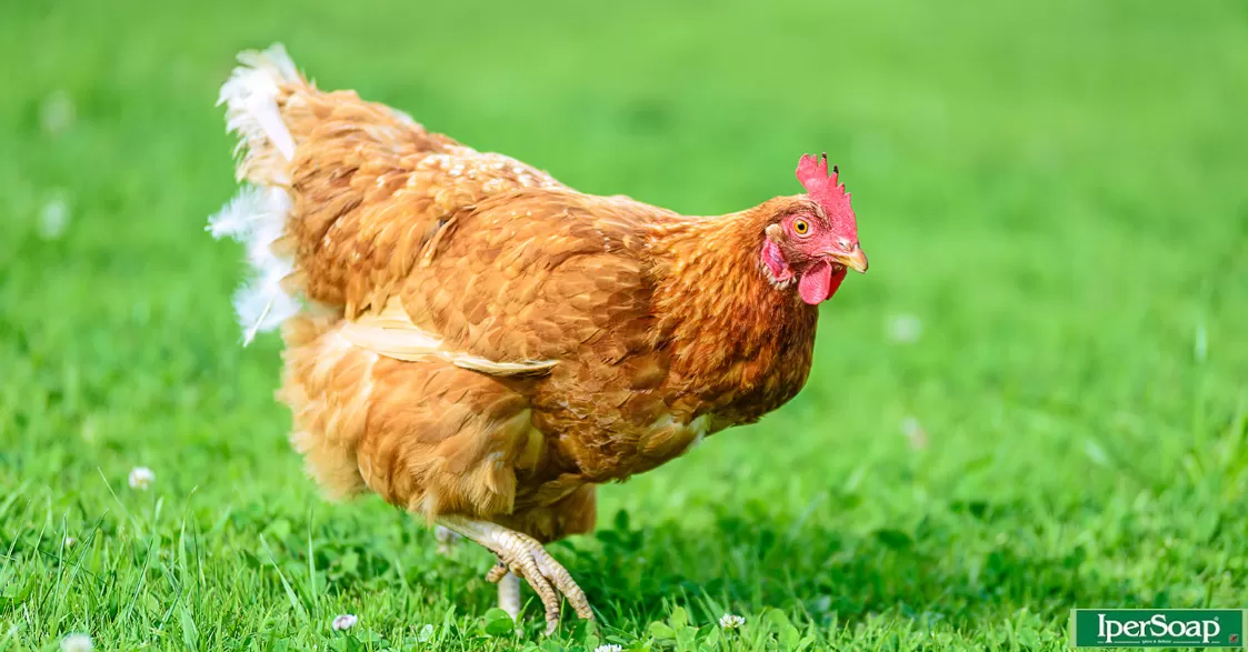La gallina… è così “gallina”?