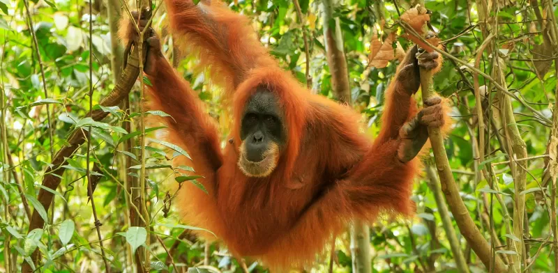 orangutan_