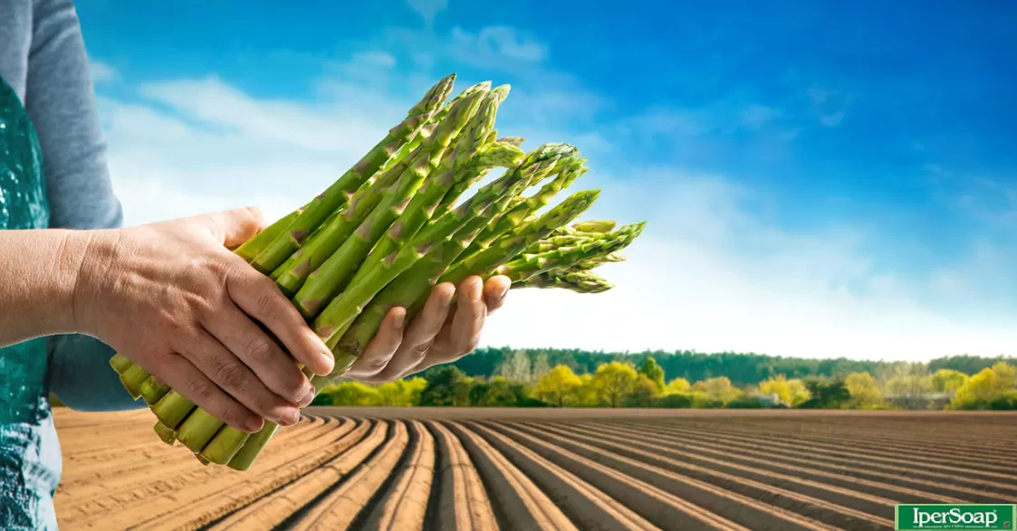 Gli asparagi: ortaggi dai mille usi, ecco 5 ricette da gustare