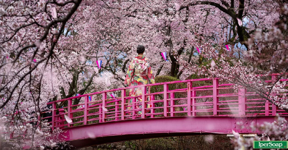 Giappone e la fioritura dei ciliegi