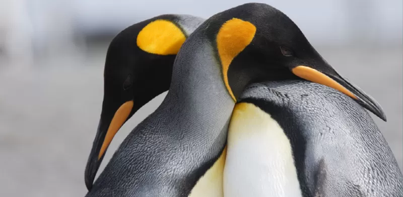 pinguini1_