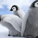 pinguini_cover