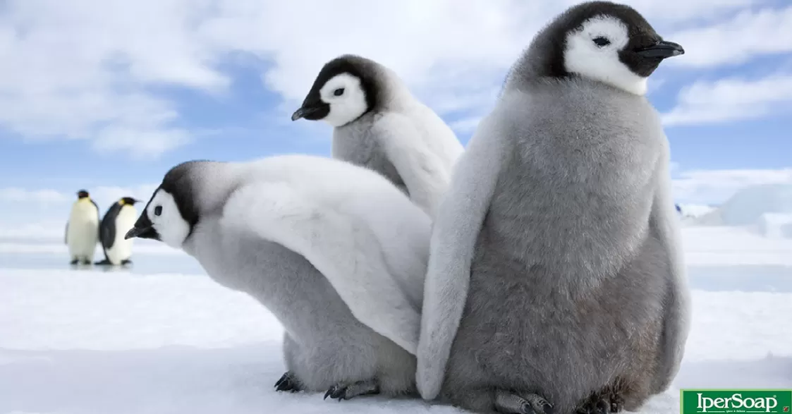 25 aprile, Giornata mondiale del pinguino
