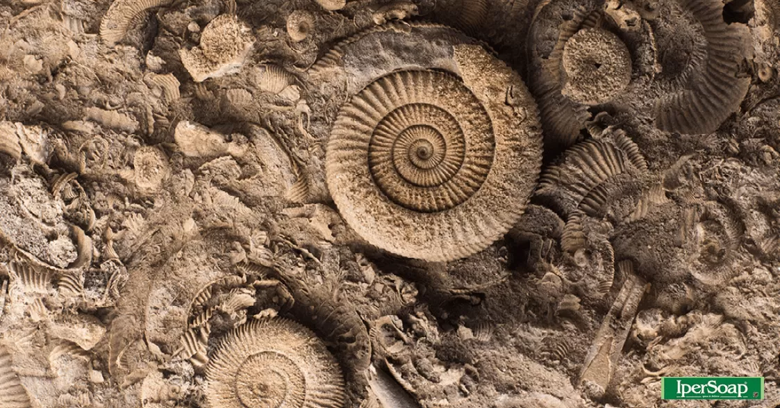 I fossili: quando il passato remoto arriva a noi