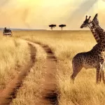 La giraffa, l'animale terrestre più alto al mondo
