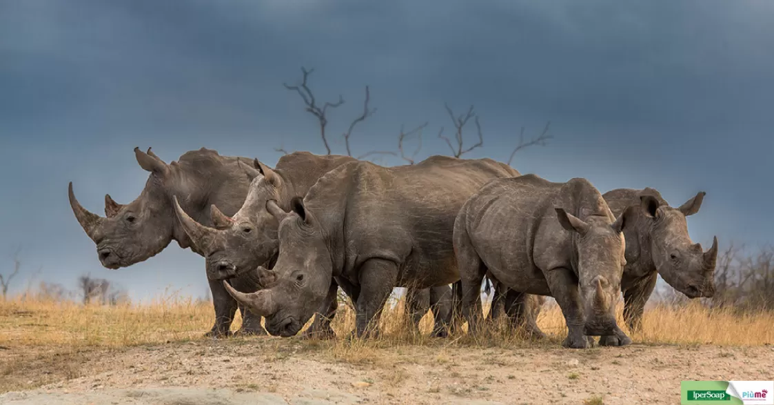 22 settembre, Giornata mondiale del rinoceronte