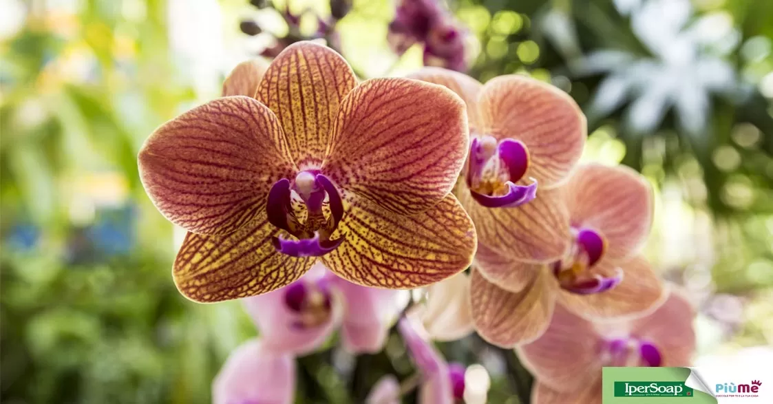 Prendersi cura delle orchidee