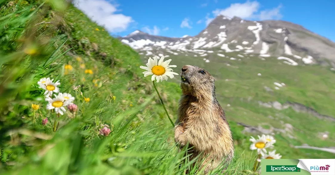 La marmotta, socievole abitante della montagna