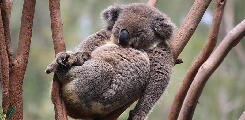 koala_